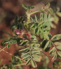Image result for Indigofera colutea
