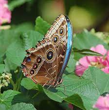 Surprise Brown Many Eyed Wings Of Female Common Morpho Open To Brilliant Iridescent Blue Reino Animal Arte Mariposas