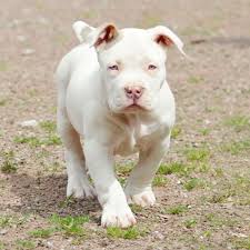 Biggest champagne pitbulls in the world lb for lb. Pandora Chiot Puppy Puppies American Bully Xl Xxl Bully Pitbull A Vendre For Sale France Belgiqu Pitbull Puppies Pitbull Puppies For Sale White Pitbull Puppies
