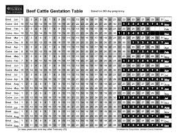Pregnancy Calculator For Cows All About Cow Photos