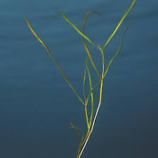 Image result for Stuckenia pectinata