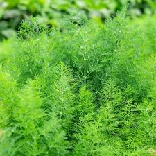 Image result for Dill