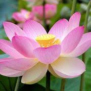 Foto dell'autore giovolpi candidata al contest fotografico fiore su dizy. Piante Acquatiche A Fiore Rosa