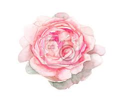 Photo frame almond flowers on pink background. Watercolor Pink Flower Painting On White Background Fototapete Fototapeten Dekorativ Gezeichnet Bluhen Myloview De