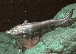 The skeleton protects vital organs and stores minerals. Deep Sea Fish Wikiwand