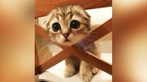 50 perfectly timed animal photos. Try Not To Laugh Challenge Animals Impossible Clean Youtube