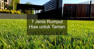 Untuk membuat taman rumput, perhatikan dahulu dimana letak halaman yang akan ditanami rumput. 7 Jenis Rumput Hias Terbaik Untuk Taman Rumah Id