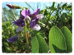 Image result for Lathyrus