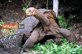 Check spelling or type a new query. 4 Haiwan Menarik Di Zoo Negara Nombor 3 Paling Rare Wilayahku