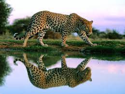 Nice Fond D Ecran Animaux Hd 675 Wild Animal Wallpaper Animals Wild Animals