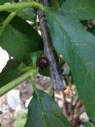Scale Insects Or Stem Canker Scale Insects Annual Plants Cankers