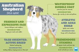 Australian Shepherd Field Guide