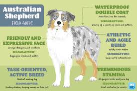 australian shepherd field guide