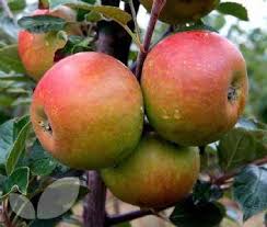 Recette Franc Comtoise De Crapets Aux Pommes Une Galette Plate Ou Crepe Tres Epaisse Que L 39 On Trouve Notamment Dans La Val Pomme Comtoise Recette Normande