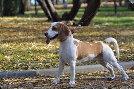 Black And Tan Beagle Pup 10 Fun Interesting Facts About Beagles Beagle Dog Dog Breeds Dogs