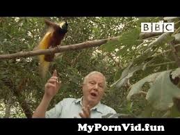 Check out our paradise bird set. Visited Birds Setup From Paradise Birds Information Official From Paradisebirds 34 Watch Video Mypornvid Fun