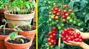 Review tanam tomat di polybag sistem fertigasi kapiler berbuah lebat. Cara Menanam Tomat Di Pot Mudah Dan Praktis Growing Tomatoes In Containers Youtube
