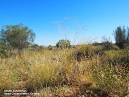 Image result for Enteropogon