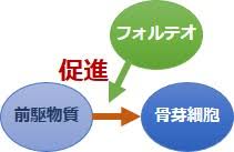 「フォルテオ」の画像検索結果