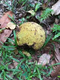 Image result for Treculia