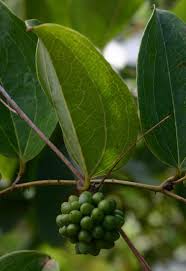 Image result for Smilax anceps