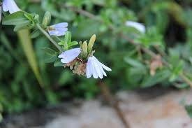 Image result for Sclerochiton hirsutus