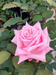 Rose Farmer S Dream