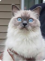 Jump to navigation jump to search. Midwest Ragdolls Home Facebook