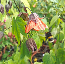 Image result for Abutilon longicuspe