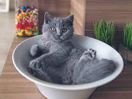 This breed has soft and rounded features—head, eyes, cheeks, ears with rounded tip, and cobby body type. 10 Cat Breeds That Have Blue Colored Coats