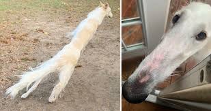 The goals and purposes of this breed standard include: This Borzoi Dog Might Have The Longest Snout In The World And People Can T Get Enough Of Her Pictures