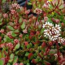 Image result for Nananthus aloides