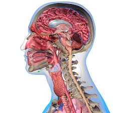 527 free anatomy 3d models for download, files in 3ds, max, maya, blend, c4d, obj, fbx, with free anatomy 3d models are ready for lowpoly, rigged, animated, 3d printable, vr, ar or game. Cross Section Of Mans Head Anatomy Photograph By Hank Grebe