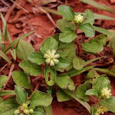 Image result for Acanthospermum australe