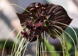 Black Bat Flower Care Growing Tacca Chantrieri Indoors