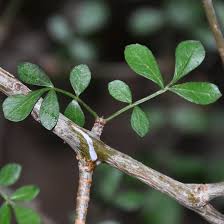 Image result for Commiphora angolensis