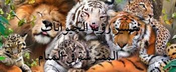 الحيوانات المفترسة في المنام كنج كونج