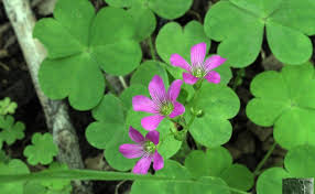 Image result for Oxalis debilis