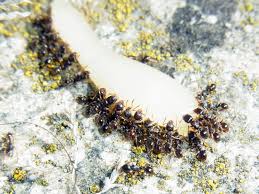 Place it in a spray bottle and apply to the ants while flying or directly to the nest. How To Get Rid Of Pavement Ants Ants Com