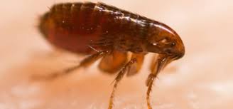 Can Cat Fleas Bite Humans Rentokil Indonesia