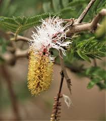 Image result for Mimosa mossambicensis