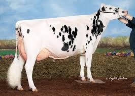 Arethusa Sanchez Dice Ex94 Show Cows Cow Calf Holstein