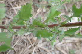 Image result for Pseudoconyza viscosa