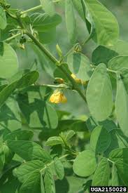 Image result for Senna obtusifolia