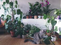 Read on for 13 houseplants that are safe for cats and dogs. Living With Plants And Cats