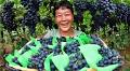 Blossoming grape harvests in Xizang drive rural vitalization