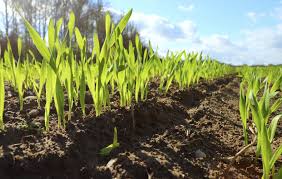 Using Cover Crops To Improve Clay Soil - Cover Crop Plants For ...