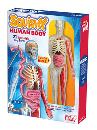 The body's center of gravity (cog) is roughly behind the belly button. Smartlab Qpg Lab For Kids Squishy Human Body Grade 3 8 Office Depot
