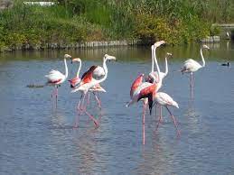 Flamants roses en grande discussion all is not pink in camargue ! Datei Flamants Roses En Camargue Jpg Wikipedia