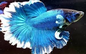 Types of betta fish halfmoon team super blue, the color is beautiful and so strong. Blue Halfmoon Butterfly Betta Betta Betta Splendens Tank Facts